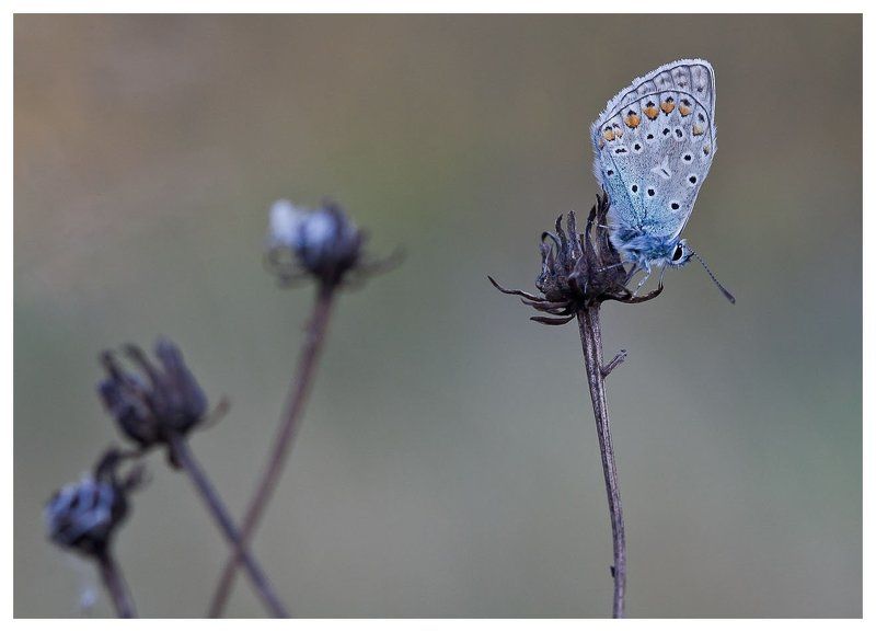 * фото превью