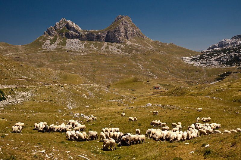 Седло фото превью