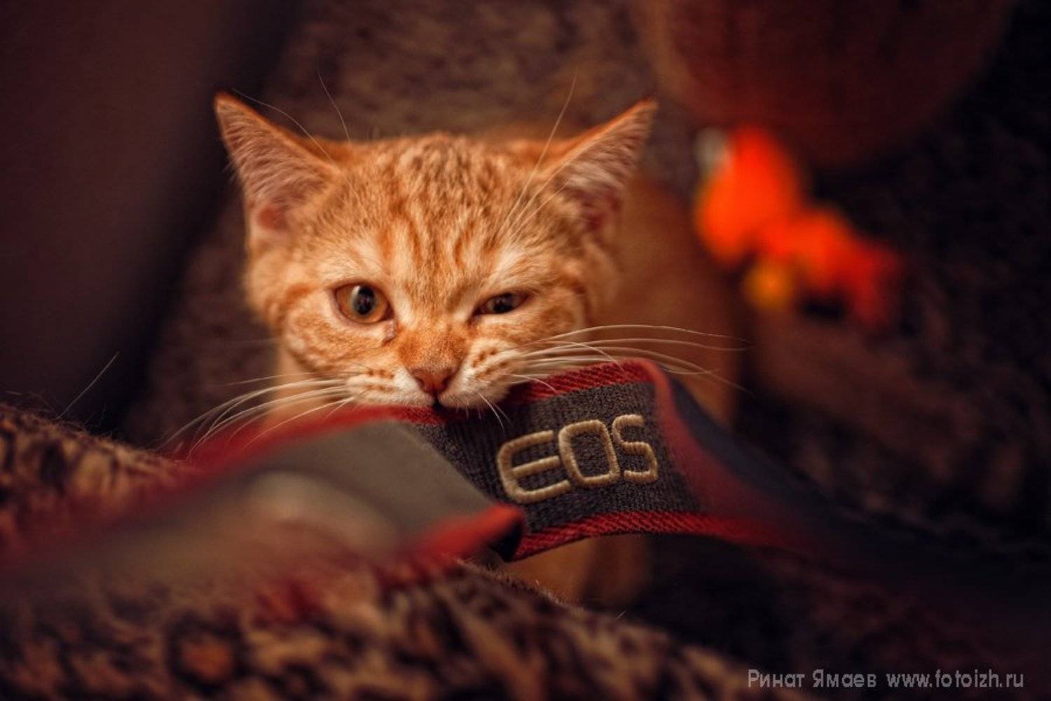 canon, Ринат Ямаев