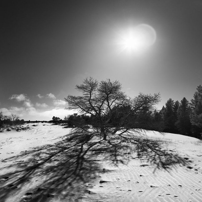 паук Паук фото превью