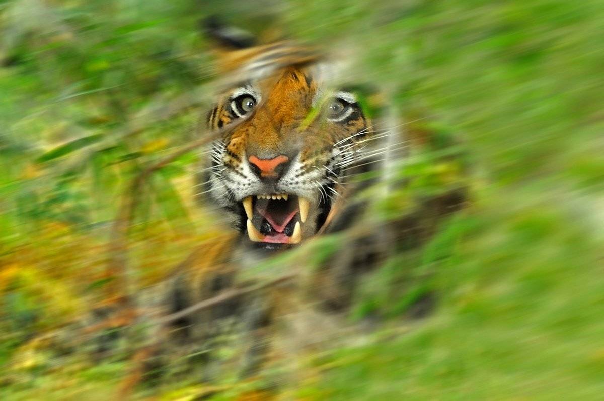 , Алексей Тищенко