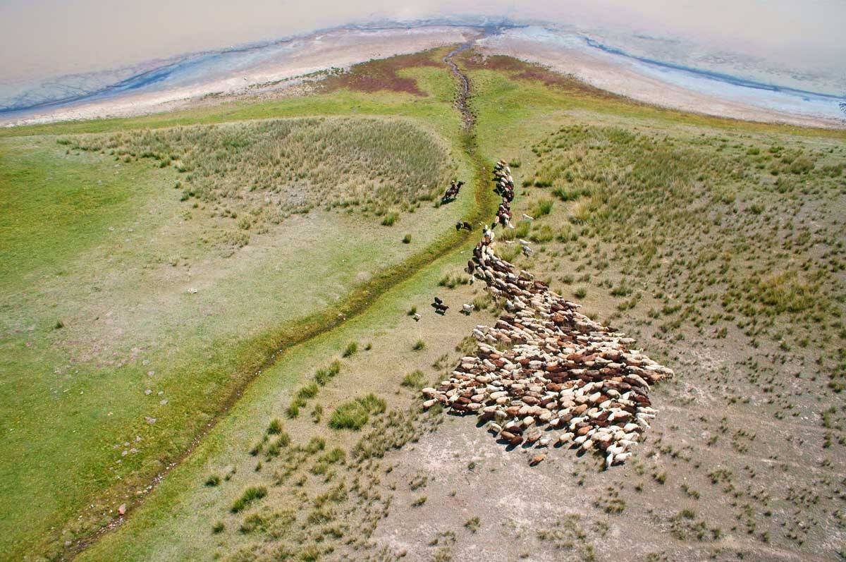 отара овец, родник, озеро, Борис Резванцев