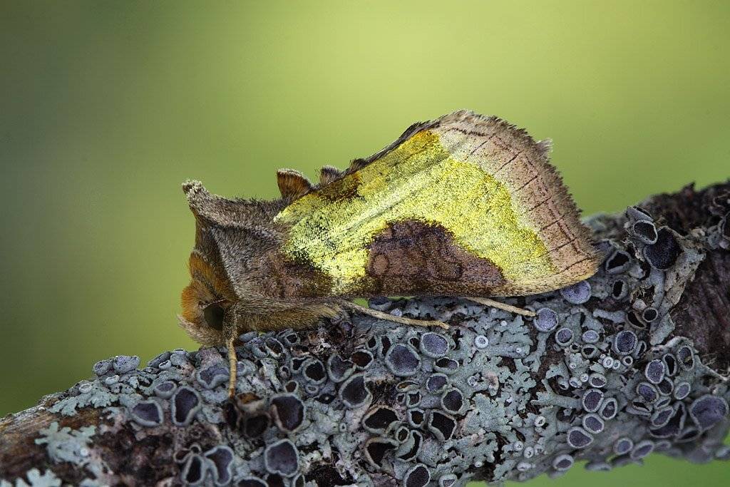 , Сергей Таланов