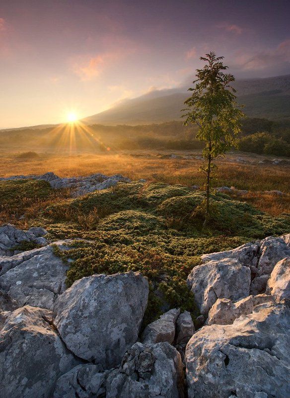 Золотистое утро фото превью