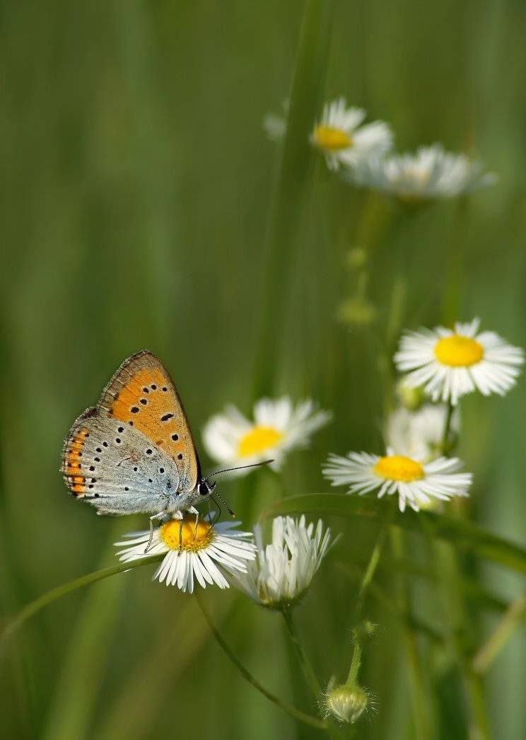 бабочка, Cheplenko Aleksey