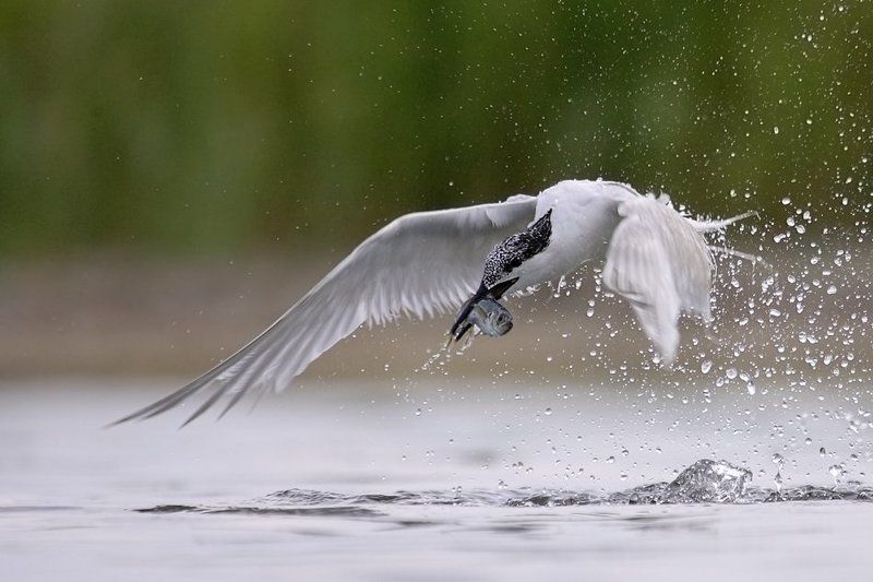 Рыбак ... фото превью