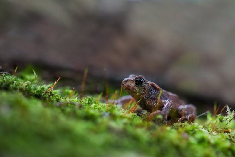 ... фото превью