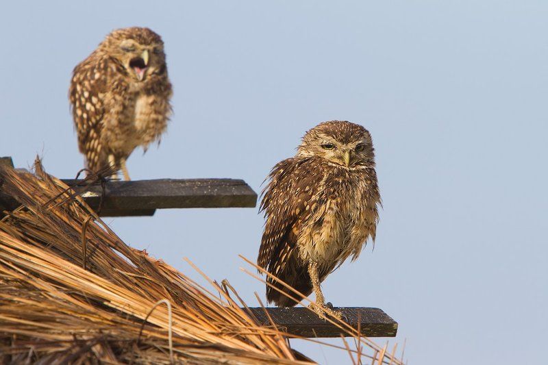 кроличий сыч, пещерная сова, птицы, бразилия, athene cunicularia Понедельник день тяжелый. фото превью