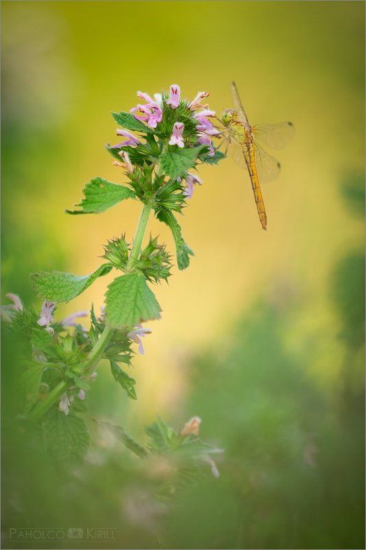 Из кустов фото превью