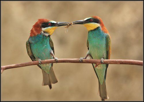 За любовь...