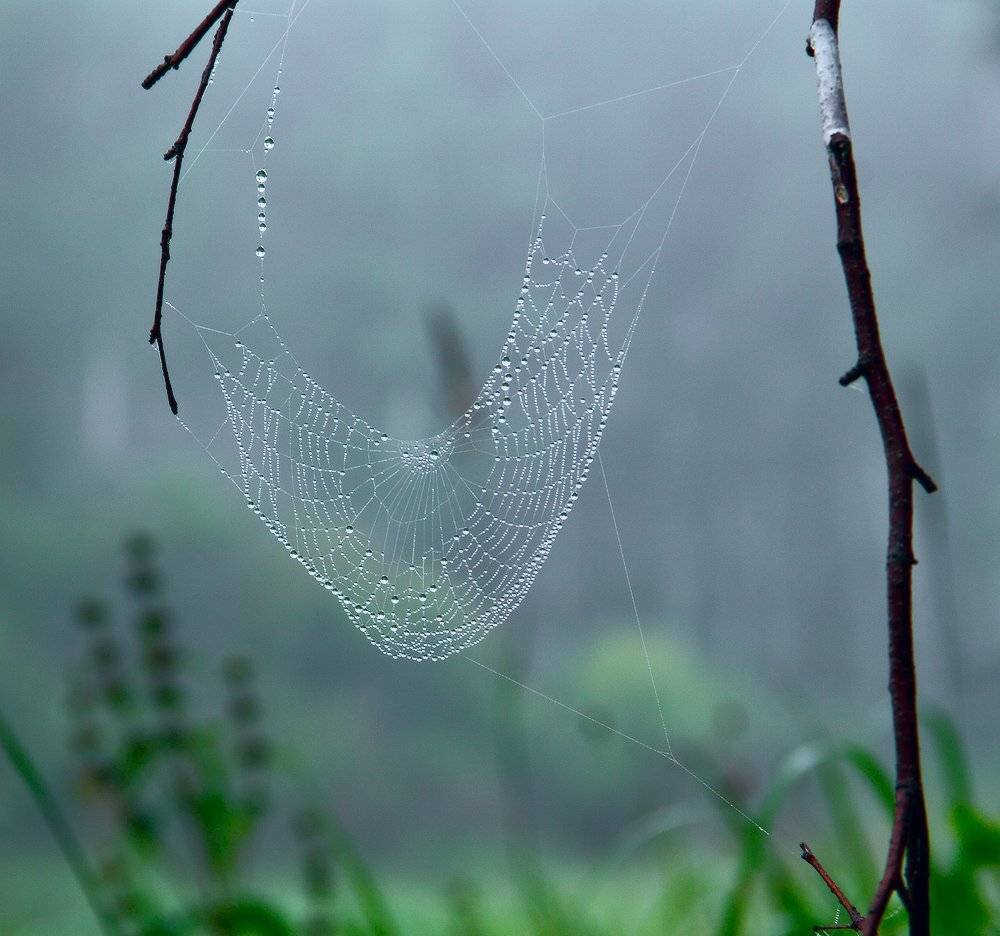 , Николай Морский