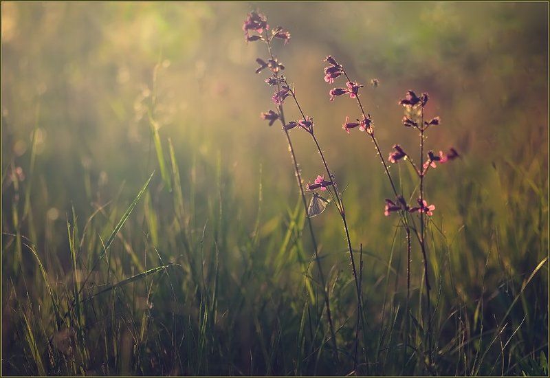 Июньский зной. фото превью