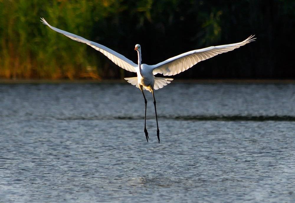 белая, цапля., Игорь Олейник