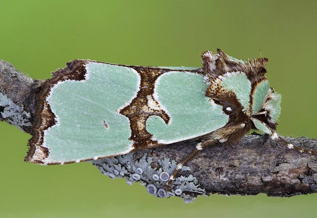 , Сергей Таланов