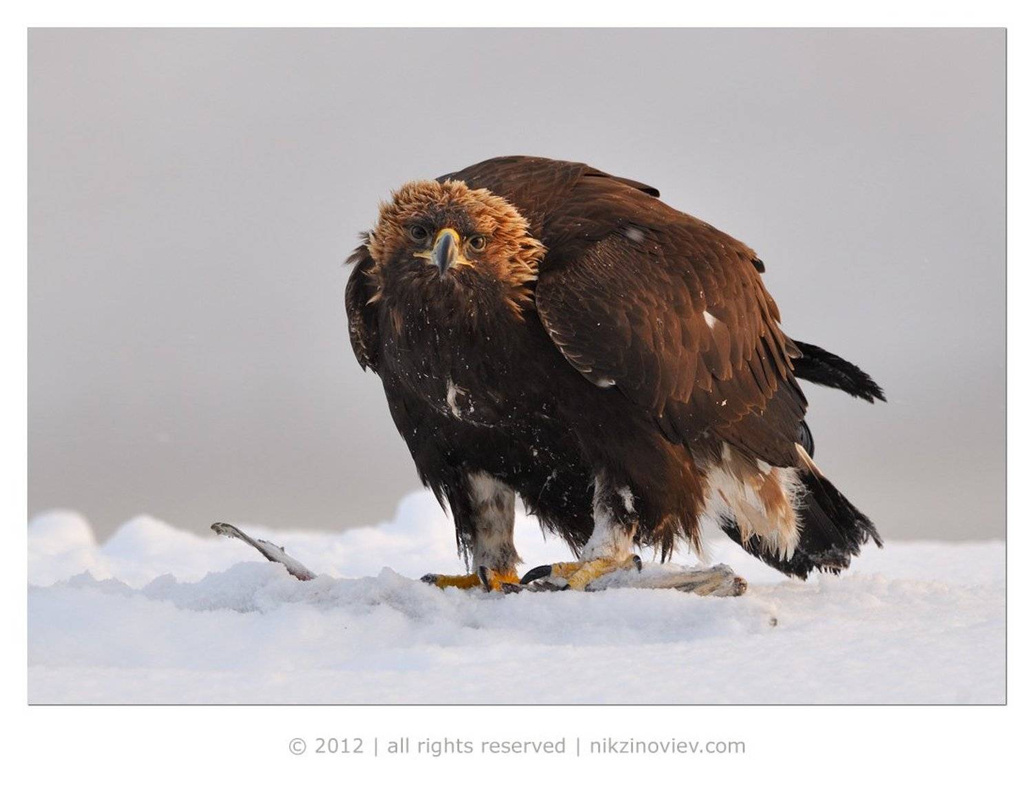 камчатка, россия, николай зиновьев, беркут, птица, дикая природа, хищник, Николай Зиновьев