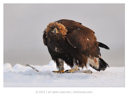 Беркут на нерке