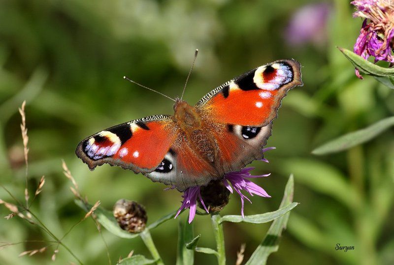 лето, бабочка, цветок Я тебя вижу фото превью
