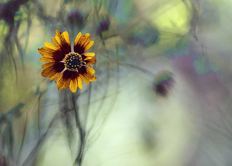 flowers, mustafa yagci