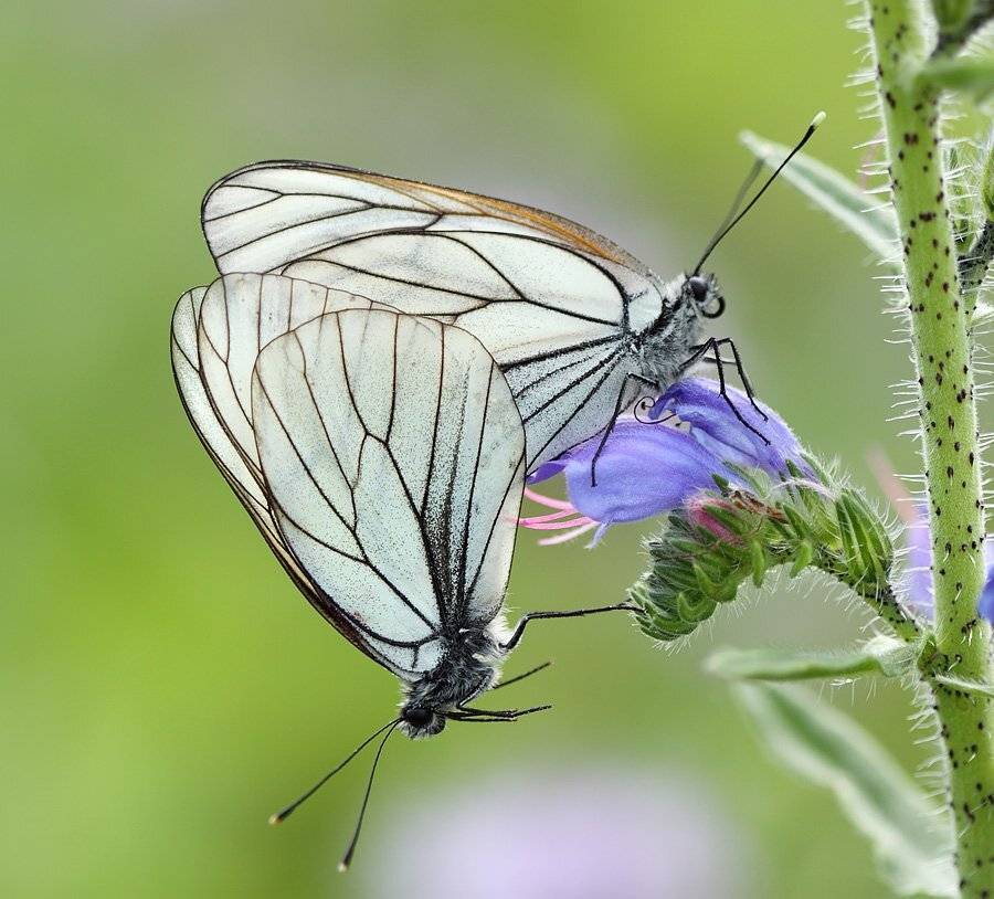 бабочки, боярышницы, Сергей Таланов