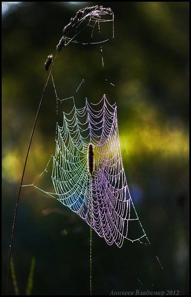 радуга, паутина, Аникеев Владимир