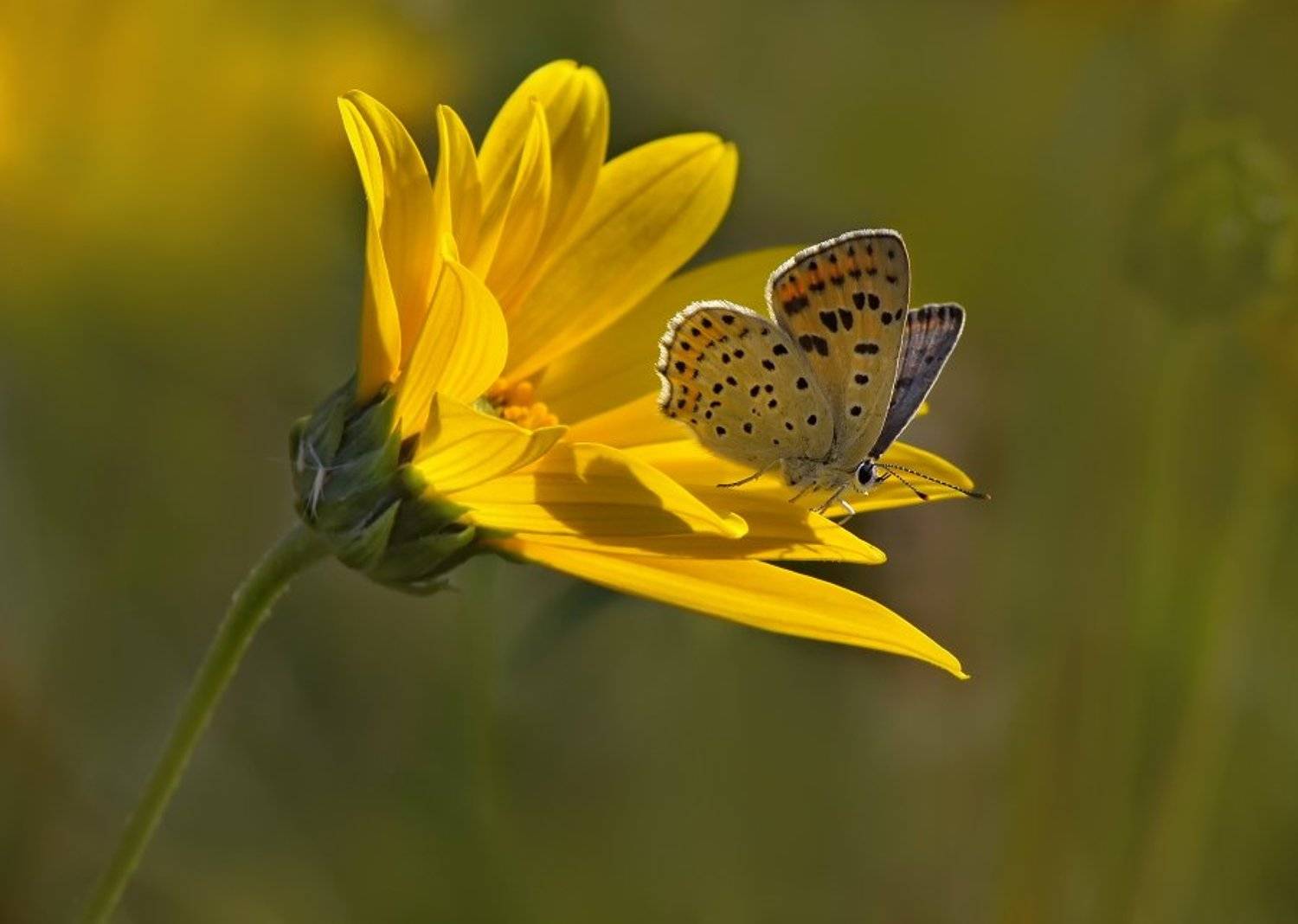 червонец бурый lycaena tityrus (poda, 1761), Cheplenko Aleksey