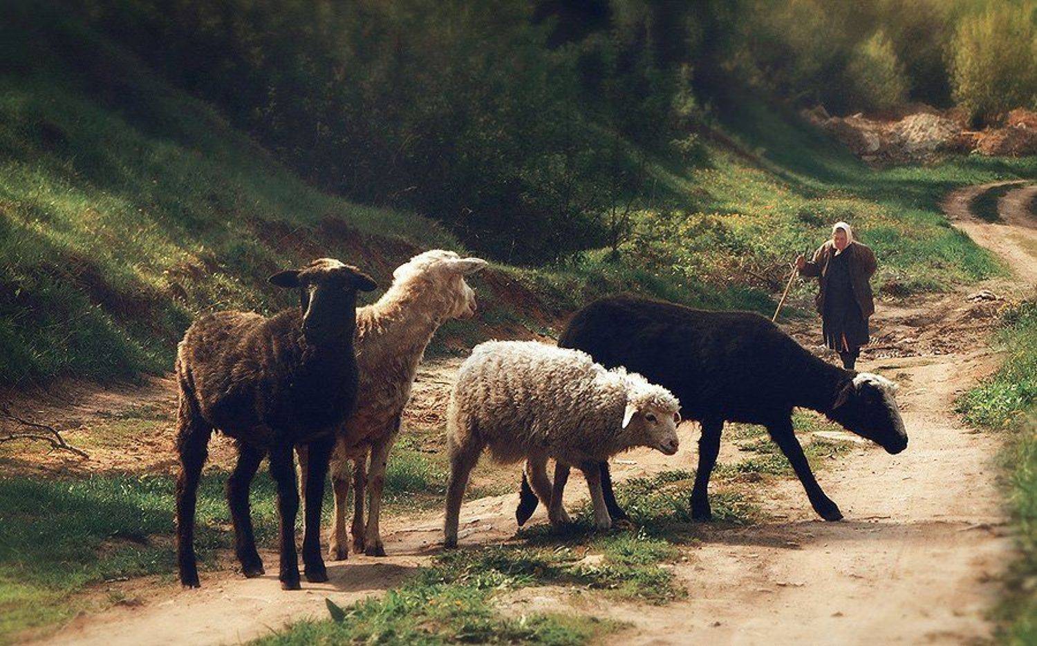 , Закиров Рафис