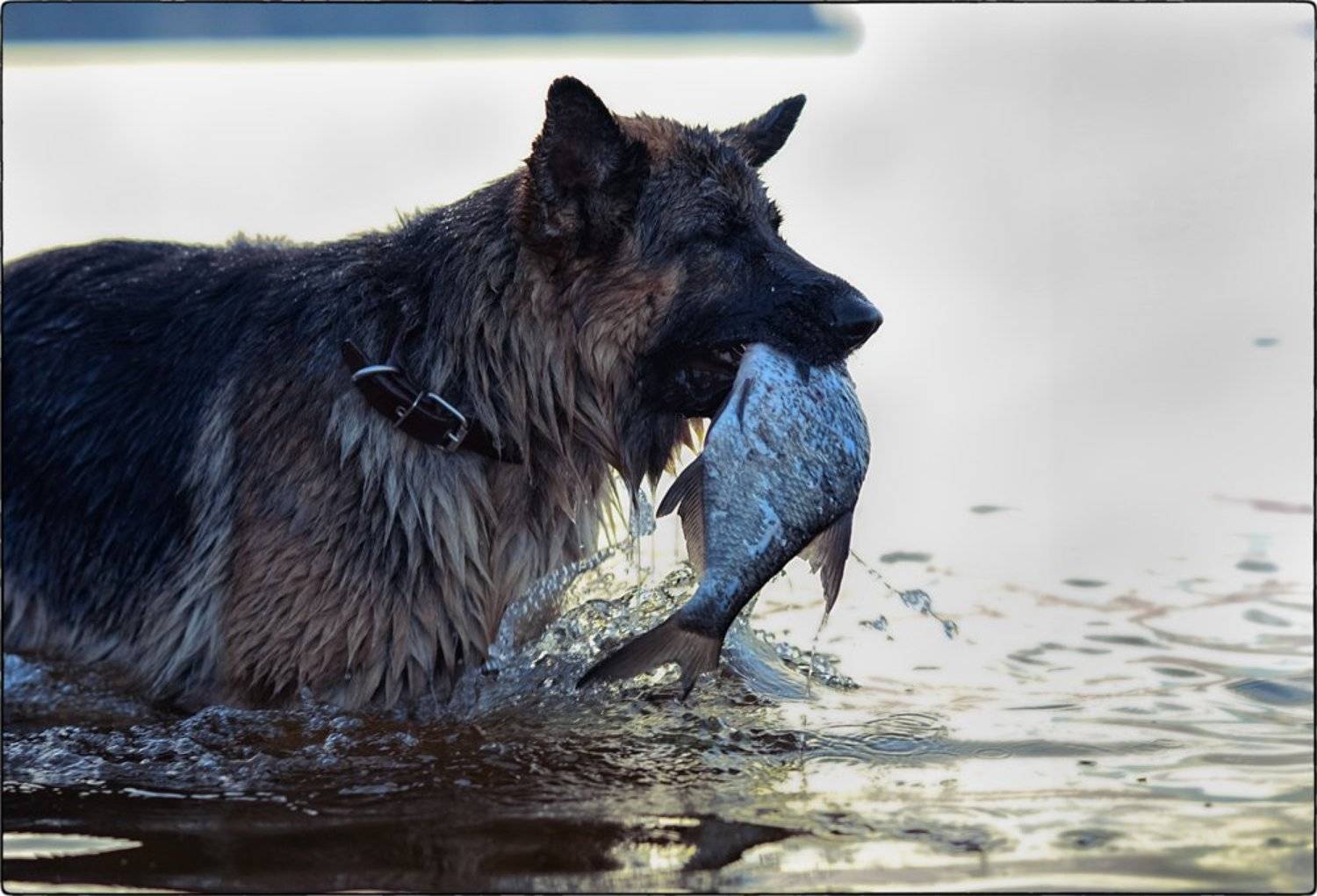 собака, Вадим Ефремов