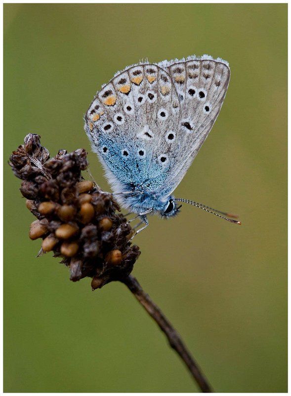 ^^ фото превью