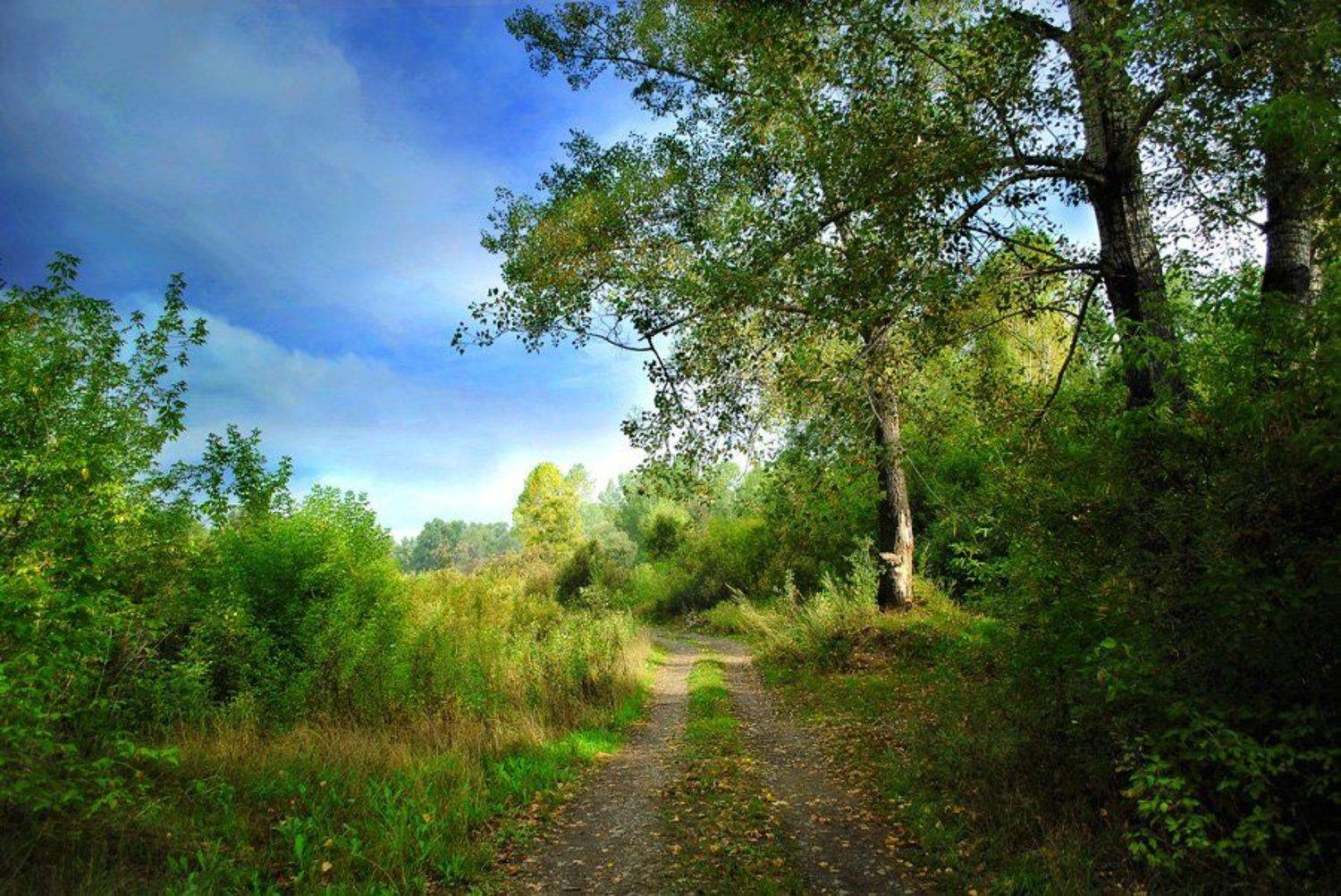 август, дорога, лес, деревья, осень, Elena Pankova