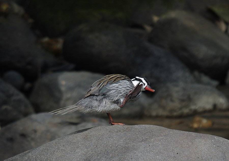 ручьевая утка, merganetta armata, torrent duck, anatidae, утиные, анды, Sergey Volkov