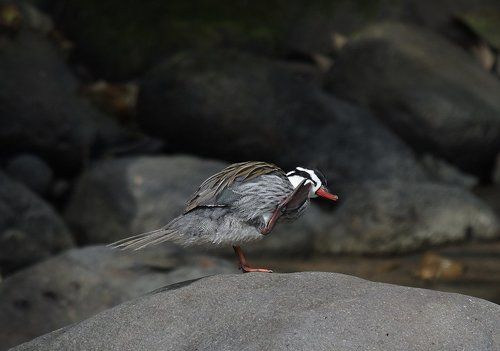 Честь имею!