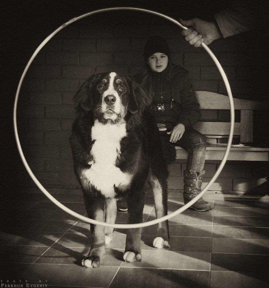 почему, пес, собака, обруч, Перхун Евгений