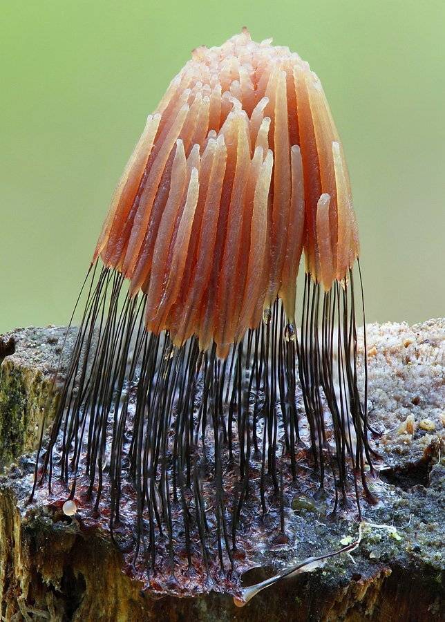 миксомицет, стемонитис, бурый, stemonitis, fusca, Сергей Таланов