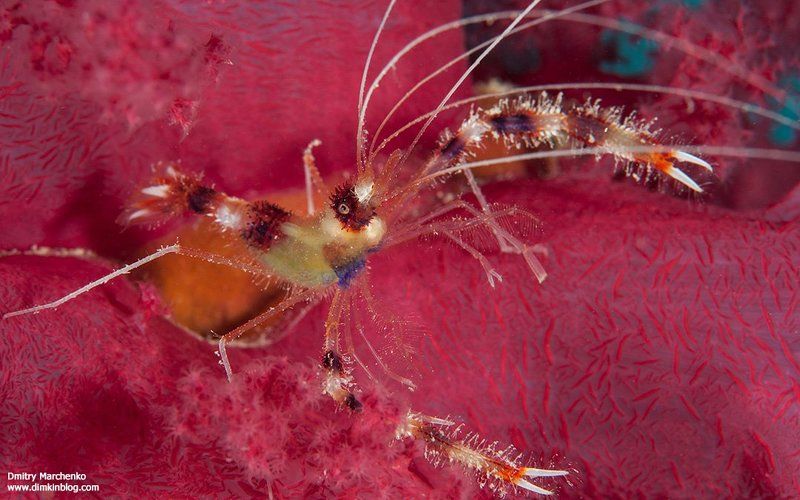 креветка,креветка боксер, shrimp, boxer shrimp Гламурный боксер фото превью
