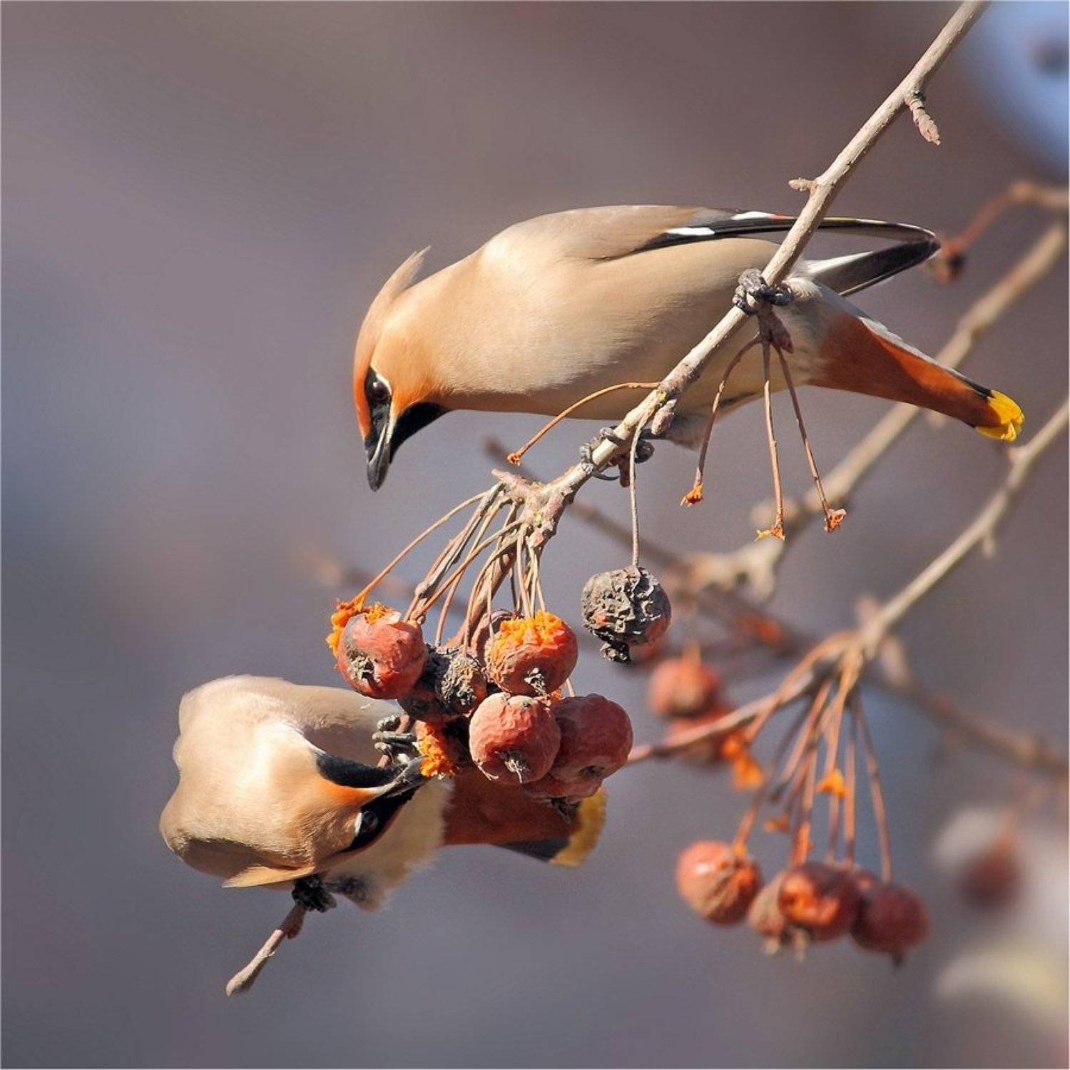, Дмитрий Алексеев