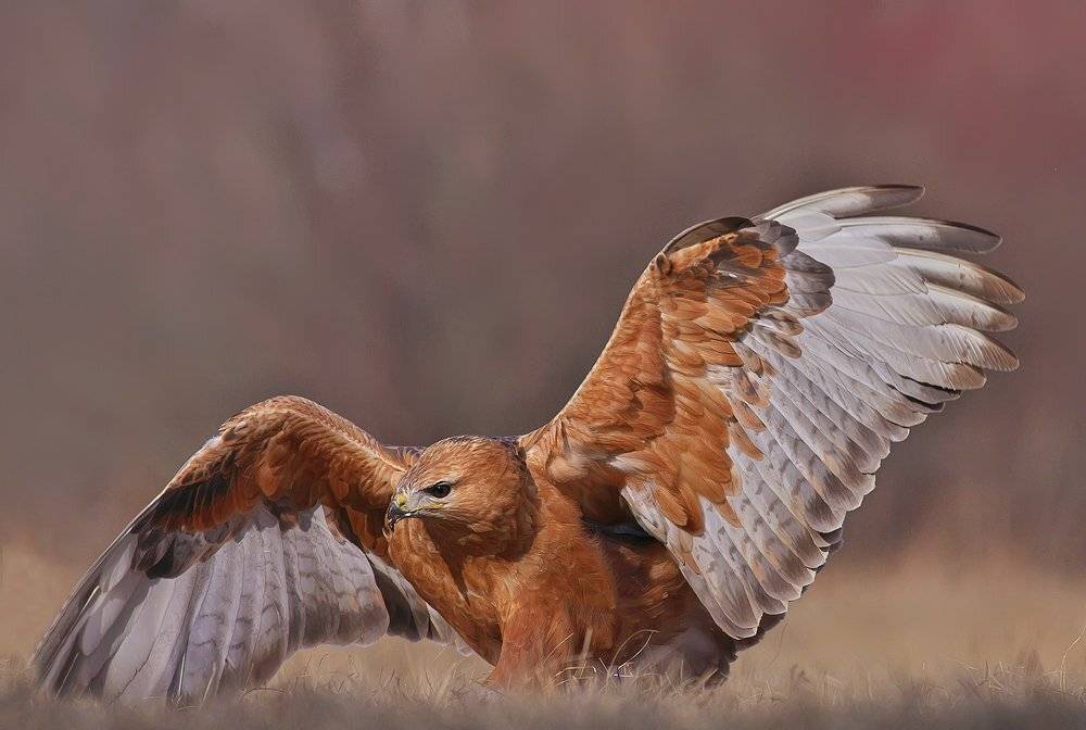 , Стефан Дянков