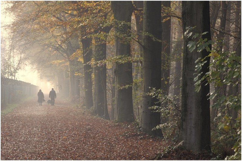 Foggy forest.