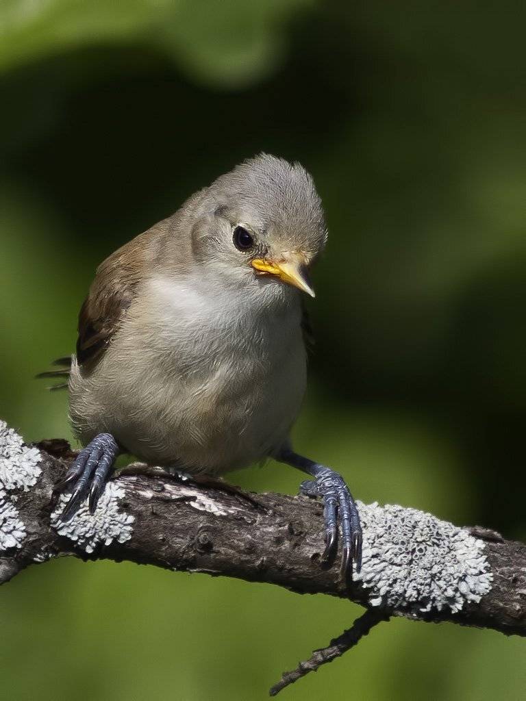 птенец ремеза,, Ляпустин Юра