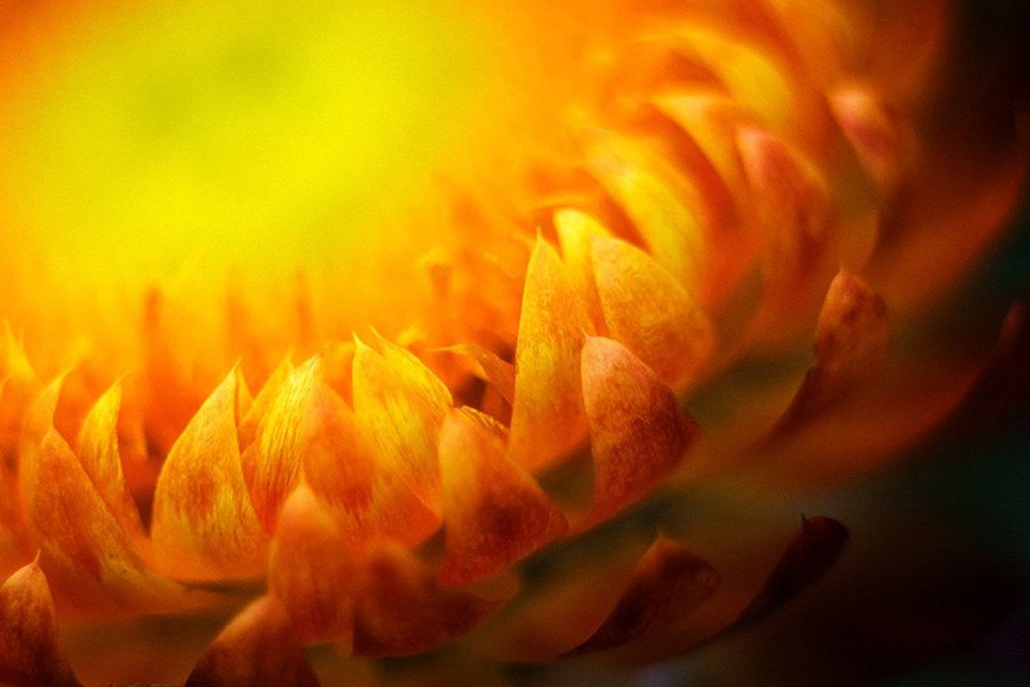 цветок, сухоцветы, красота, фрагмент, лепестки, Людмила Кудинова