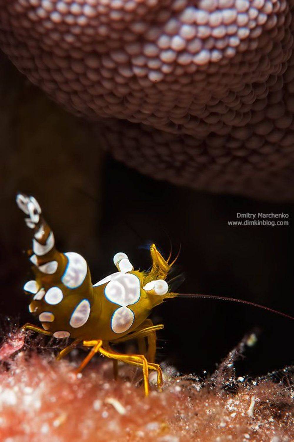 shrimp, креветка, underwater, Дмитрий