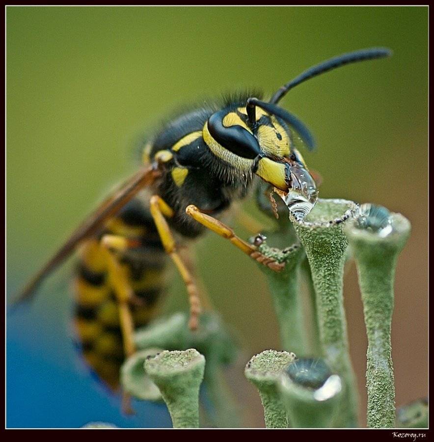 оса, капля, Ирина Козорог