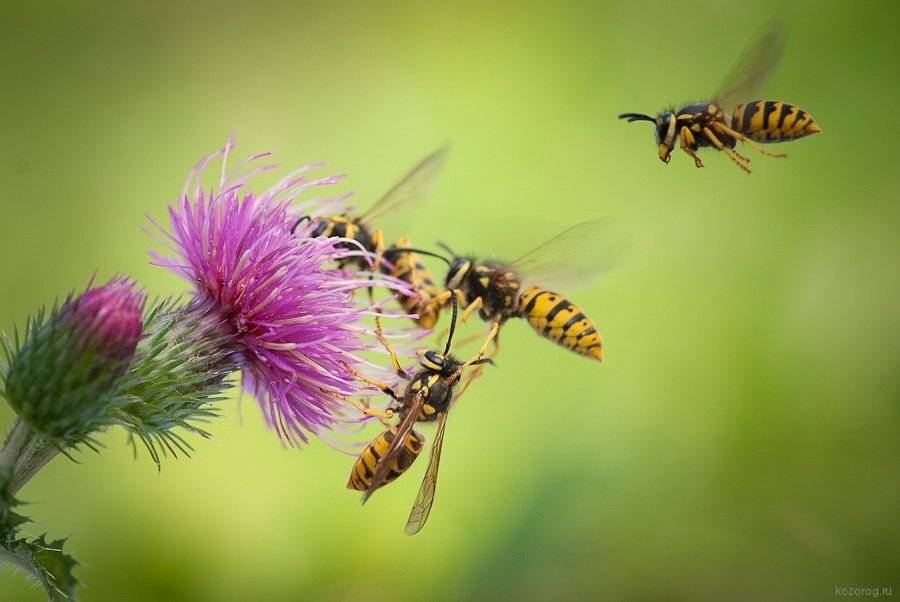 оса, Ирина Козорог