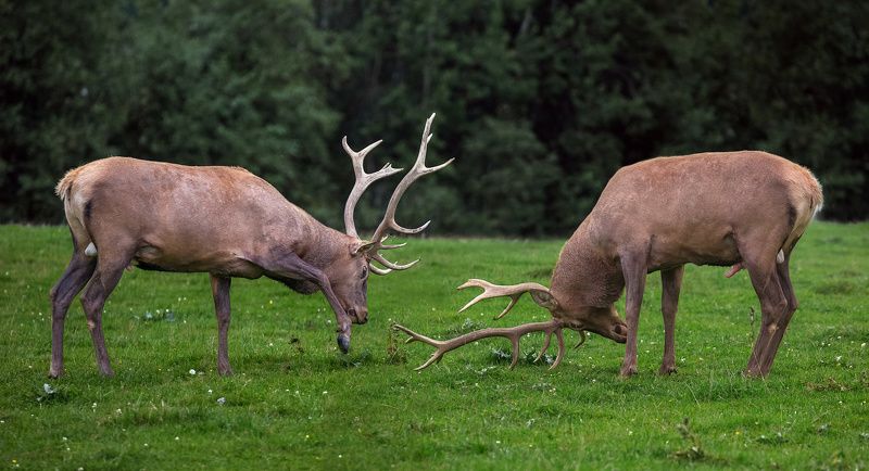 Гон оленей фото превью