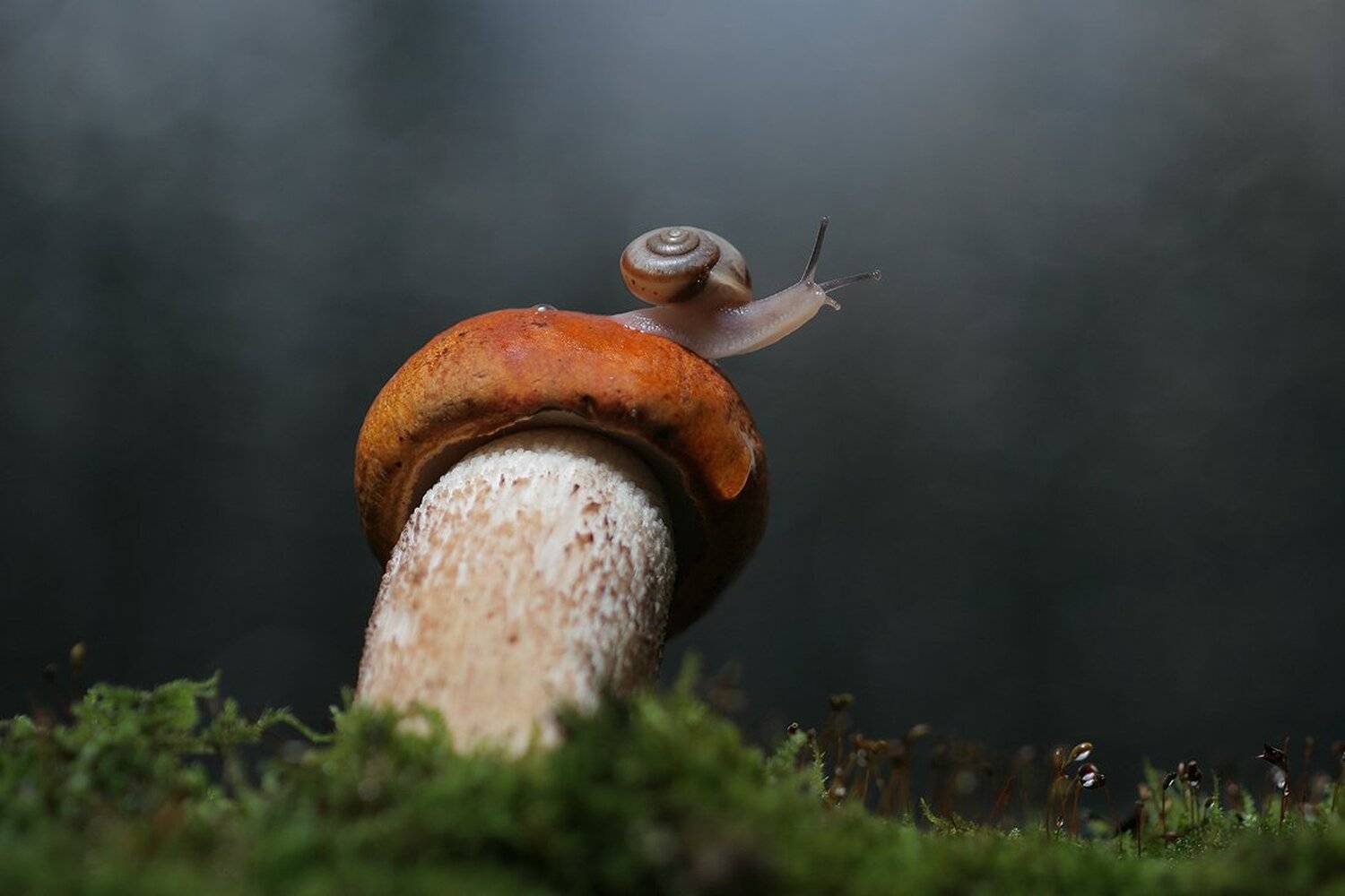 , Вадим Трунов