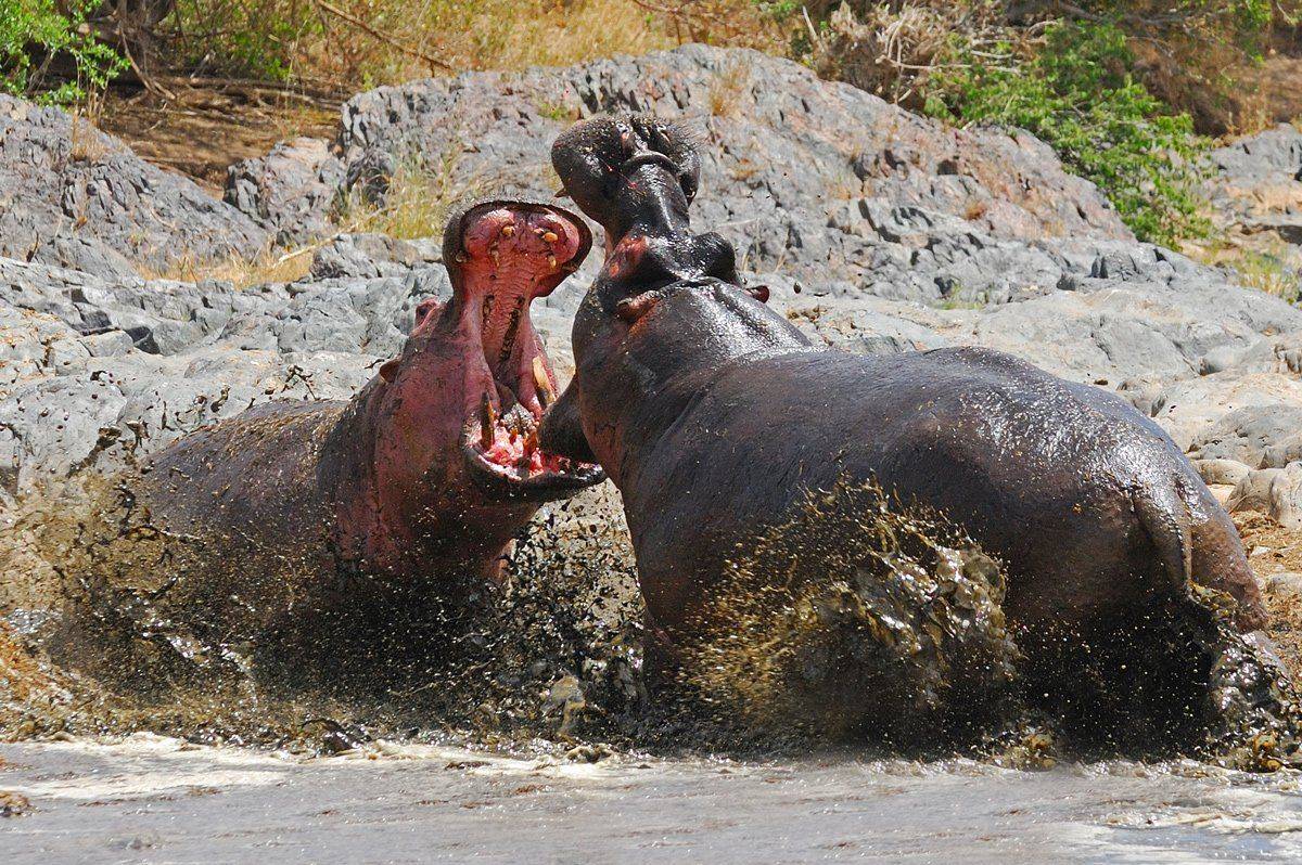 , Алексей Тищенко