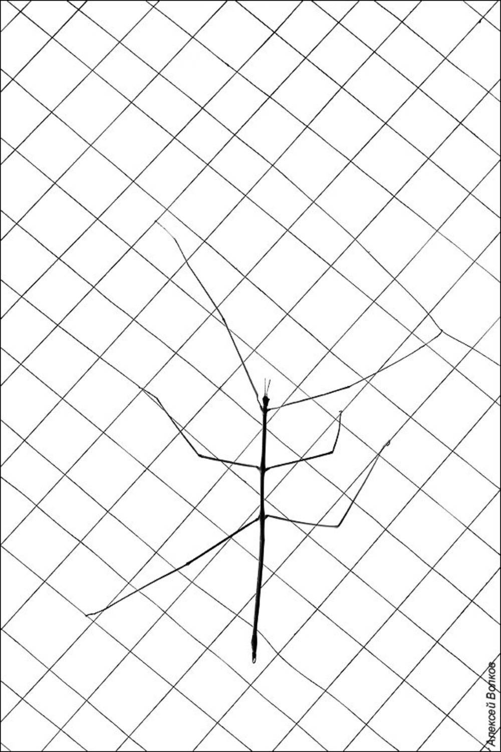 палочник, нитки, Алексей Волков