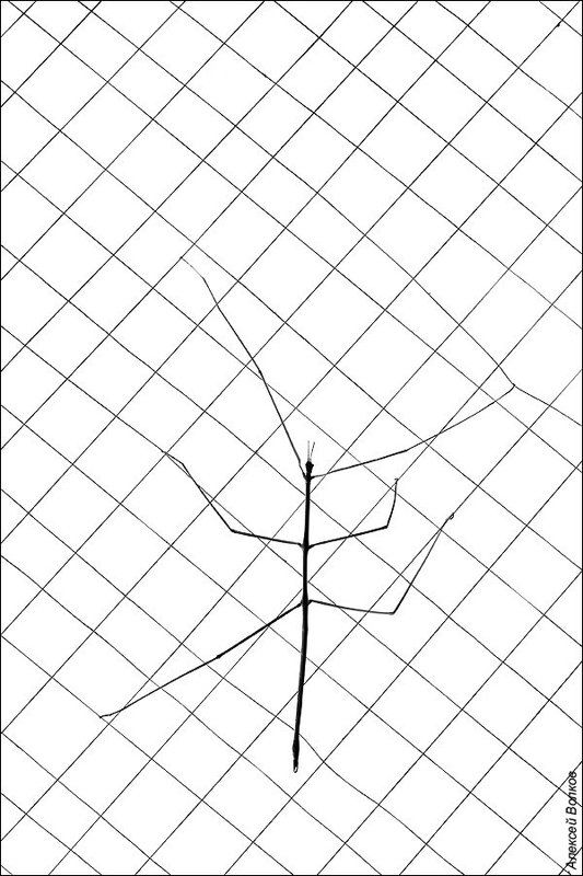 палочник, нитки Линейные преобразования фото превью