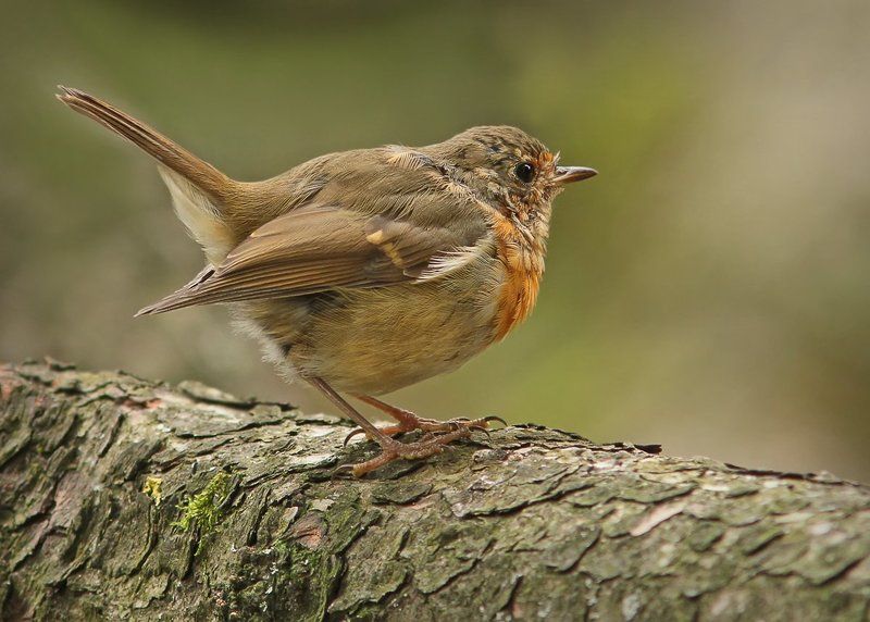 Про задорный хвостик. фото превью
