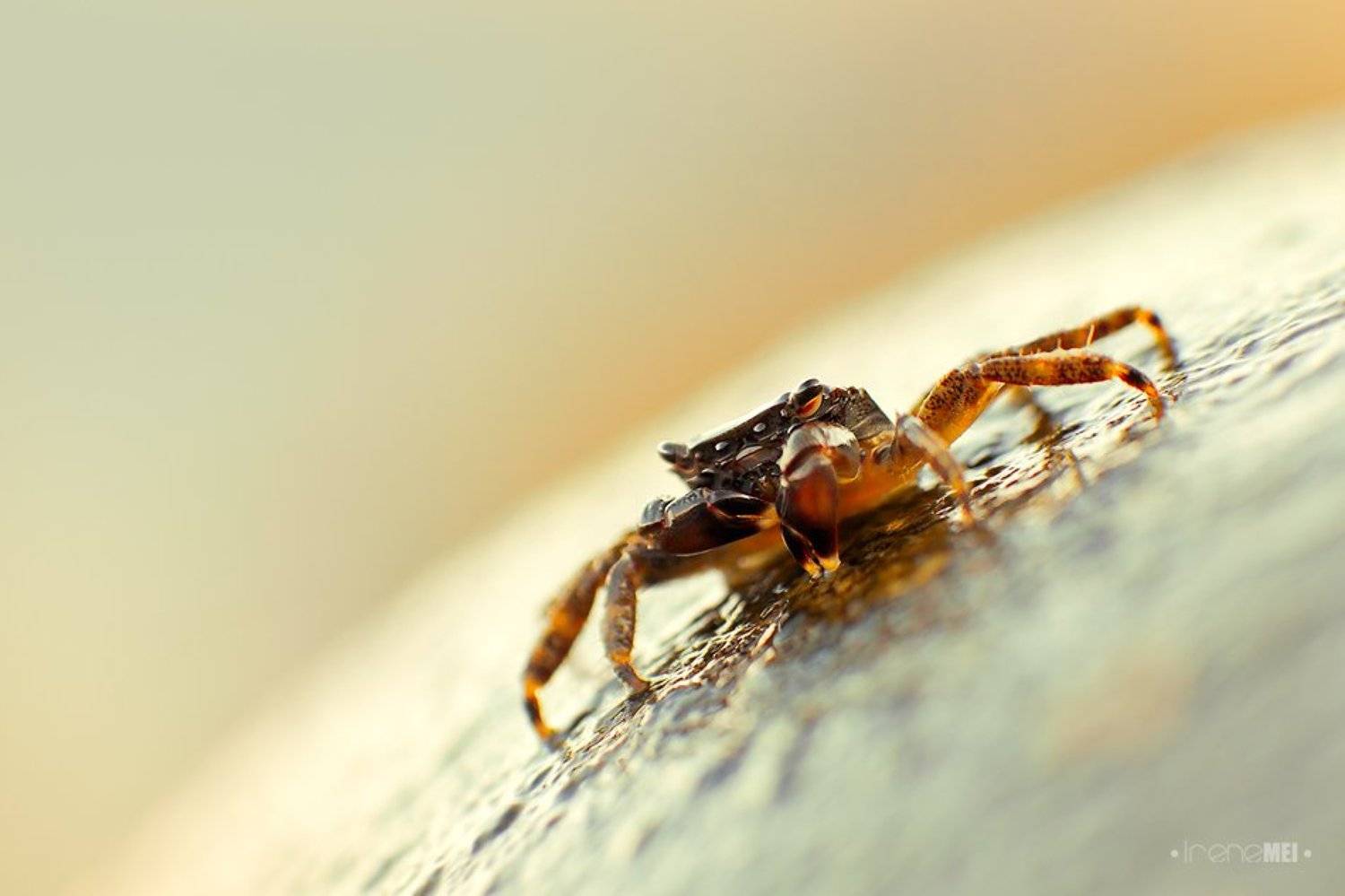 crab, crimea, ukraine, canon, nature, animals, Irene Mei