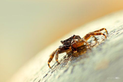 Моя маленькая планета